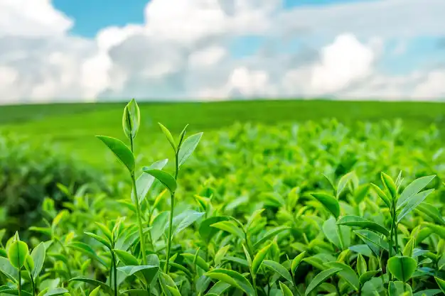 green-tea
